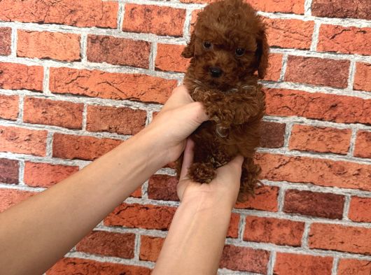 A Kalite Poodle