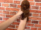 A Kalite Poodle