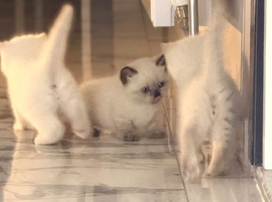 Munchkin Ve Bluepoint Yavrularımız görsel