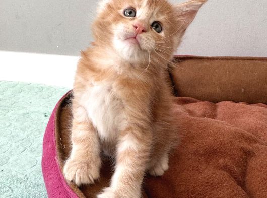 Ayşe Arık Cattery görsel