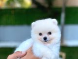 Ayı Surat Teacup Pomeranian