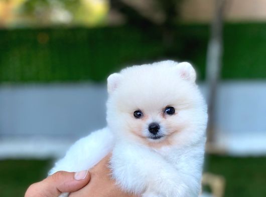 Ayı Surat Teacup Pomeranian görsel