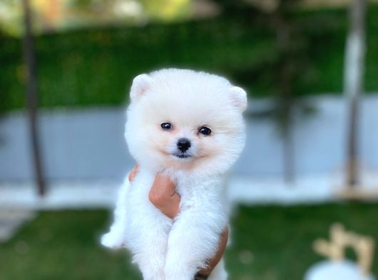 Ayı Surat Teacup Pomeranian