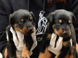 Doberman yavurlamiz