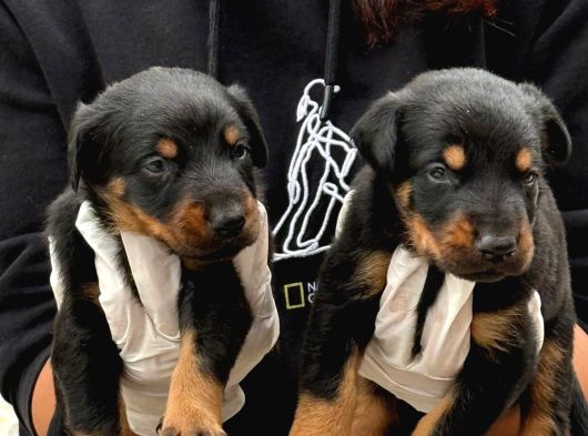 Doberman Yavurlamiz