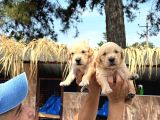 Golden Retriever yavurlarniz