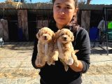 Maltipoo Yavurlamiz