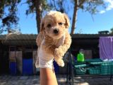 Maltipoo Yavurlamiz