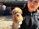 Maltipoo Yavurlamiz