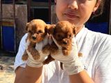 Maltipoo yavurlamiz