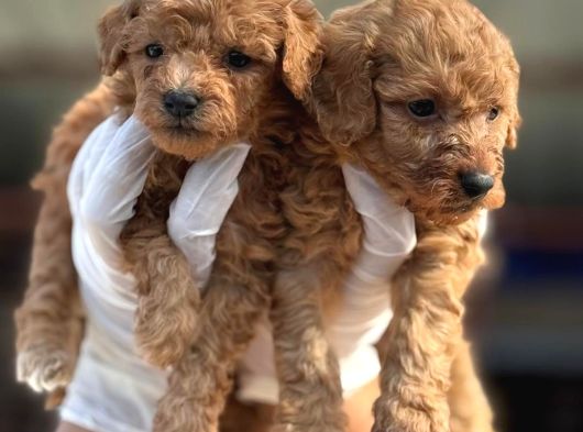 Toy Poodl Yavurlamiz görsel