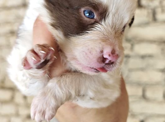 Merle Mavi Göz Border Collie görsel