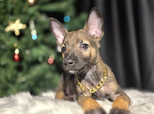 Eğitimli Malinois Yavrular görsel
