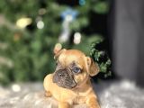Fawn French Buldog Bebekler
