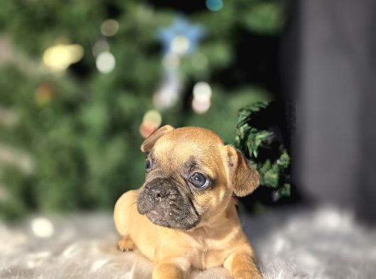 Fawn French Buldog Bebekler görsel