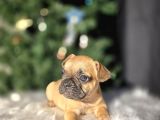 Fawn French Buldog Bebekler