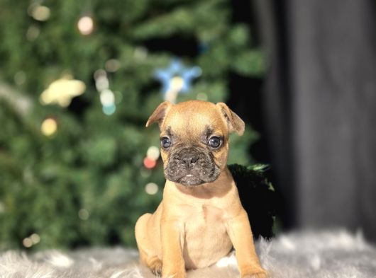 Fawn French Buldog Bebekler
