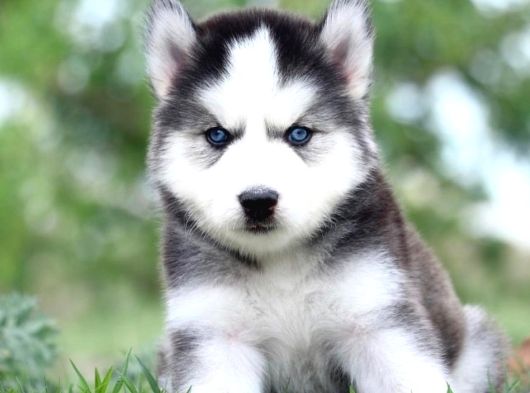 Safkan Mavi Göz Husky Yavrular görsel