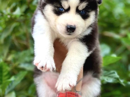 Safkan Mavi Göz Husky Yavrular görsel