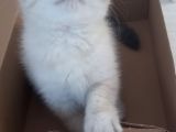 Boncuk Oğlumuz