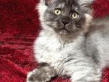 Maine Coon Farki
