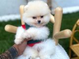 Micro Teacup Pomerinian Yavrular