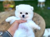 Micro Teacup Pomerinian Yavrular