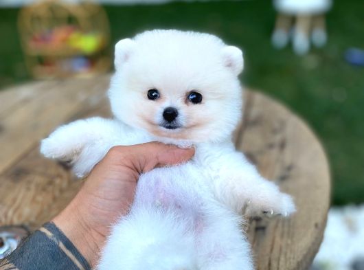 Micro Teacup Pomerinian Yavrular