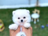 Micro Teacup Pomerinian Yavrular