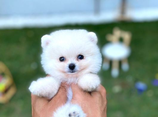 Micro Teacup Pomerinian Yavrular görsel
