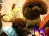 Sağlik Ve Irk Garanti̇li̇ Red Brown Toy Poodle Yavrulari İstan