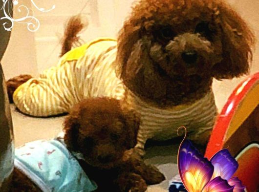 Sağlik Ve Irk Garanti̇li̇ Red Brown Toy Poodle Yavrulari İstan görsel