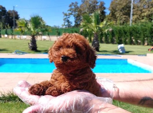 Sağlik Ve Irk Garanti̇li̇ Red Brown Toy Poodle Yavrulari İstan görsel