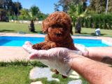 Sağlik Ve Irk Garanti̇li̇ Red Brown Toy Poodle Yavrulari İstan