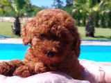 Sağlik Ve Irk Garanti̇li̇ Red Brown Toy Poodle Yavrulari İstan