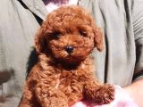SAĞLIK VE IRK GARANTİLİ RED BROWN TOY POODLE YAVRULARI İSTAN