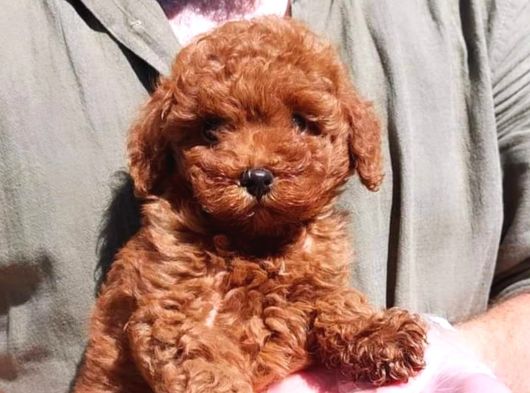 Sağlik Ve Irk Garanti̇li̇ Red Brown Toy Poodle Yavrulari İstan