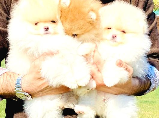 Pomerani̇an Çi̇fli̇ği̇nden Muhteşem Pomerani̇an Bebekleri̇ görsel