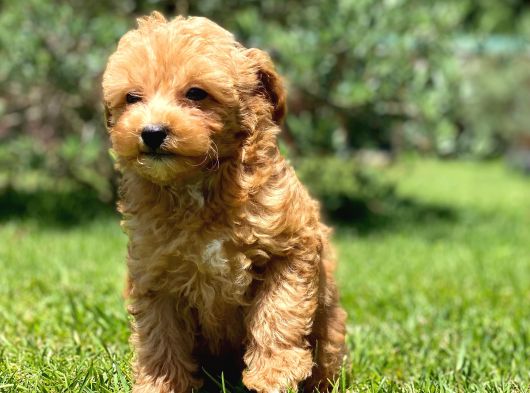 Ruhsatli̇ Çi̇fli̇kten Malti̇poo Yavrulari̇ Istanbul görsel