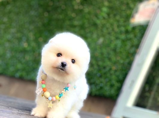 Sevimli Pomeranian Yavrular