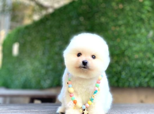 Sevimli Pomeranian Yavrular görsel