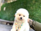 Sevimli Pomeranian Yavrular