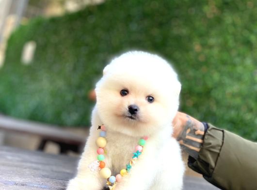 Sevimli Pomeranian Yavrular görsel
