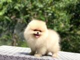 A Kalite Pomeranian Boo
