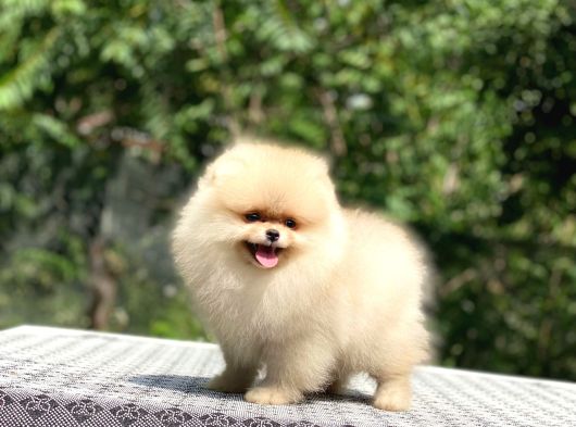 A Kalite Pomeranian Boo