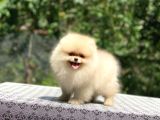 A Kalite Pomeranian Boo