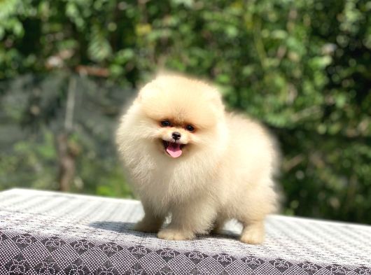 A Kalite Pomeranian Boo görsel