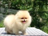 A Kalite Pomeranian Boo