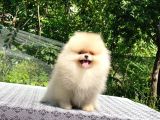 A Kalite Pomeranian Boo
