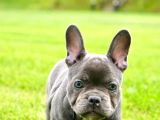Türkiyenin En Özel Köpek Çiftliğinden French Bulldog Yavrula